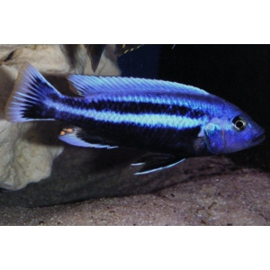 Melanochromis Chipokae 4-5cm